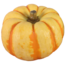 MINI ABOBORA PUMPKINO KG