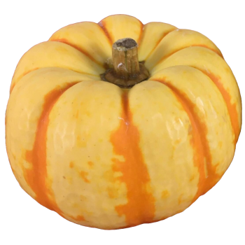 MINI ABOBORA PUMPKINO KG